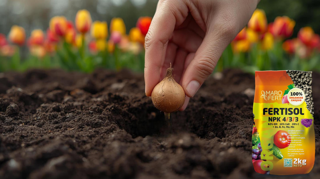 Kako posaditi tulipane korak po korak uz Marofert FERTISOL organsko gnojivo